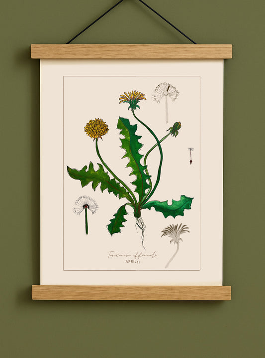 April 11 - Botanical Dandelion Print