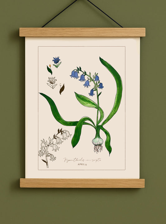 April 11 - Botanical Bluebell Print