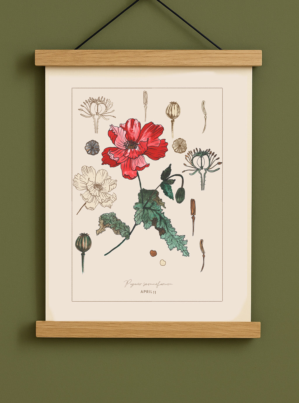 April 11 - Botanical Poppy Print