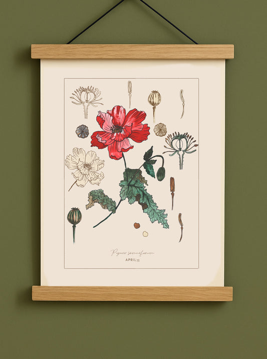 April 11 - Botanical Poppy Print