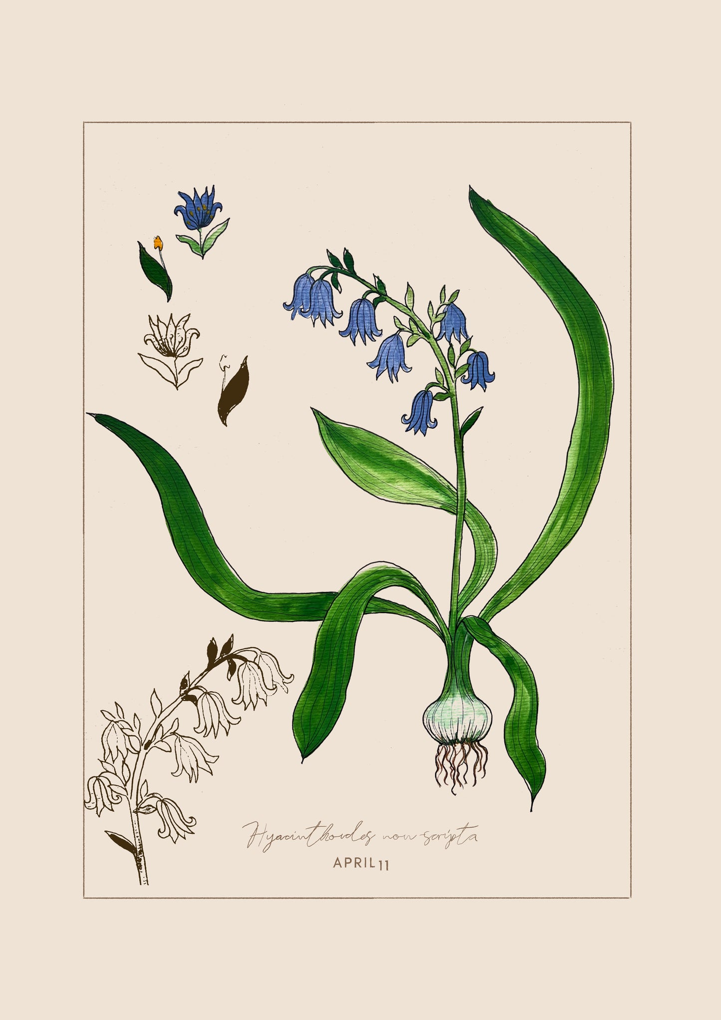 April 11 - Botanical Bluebell Print