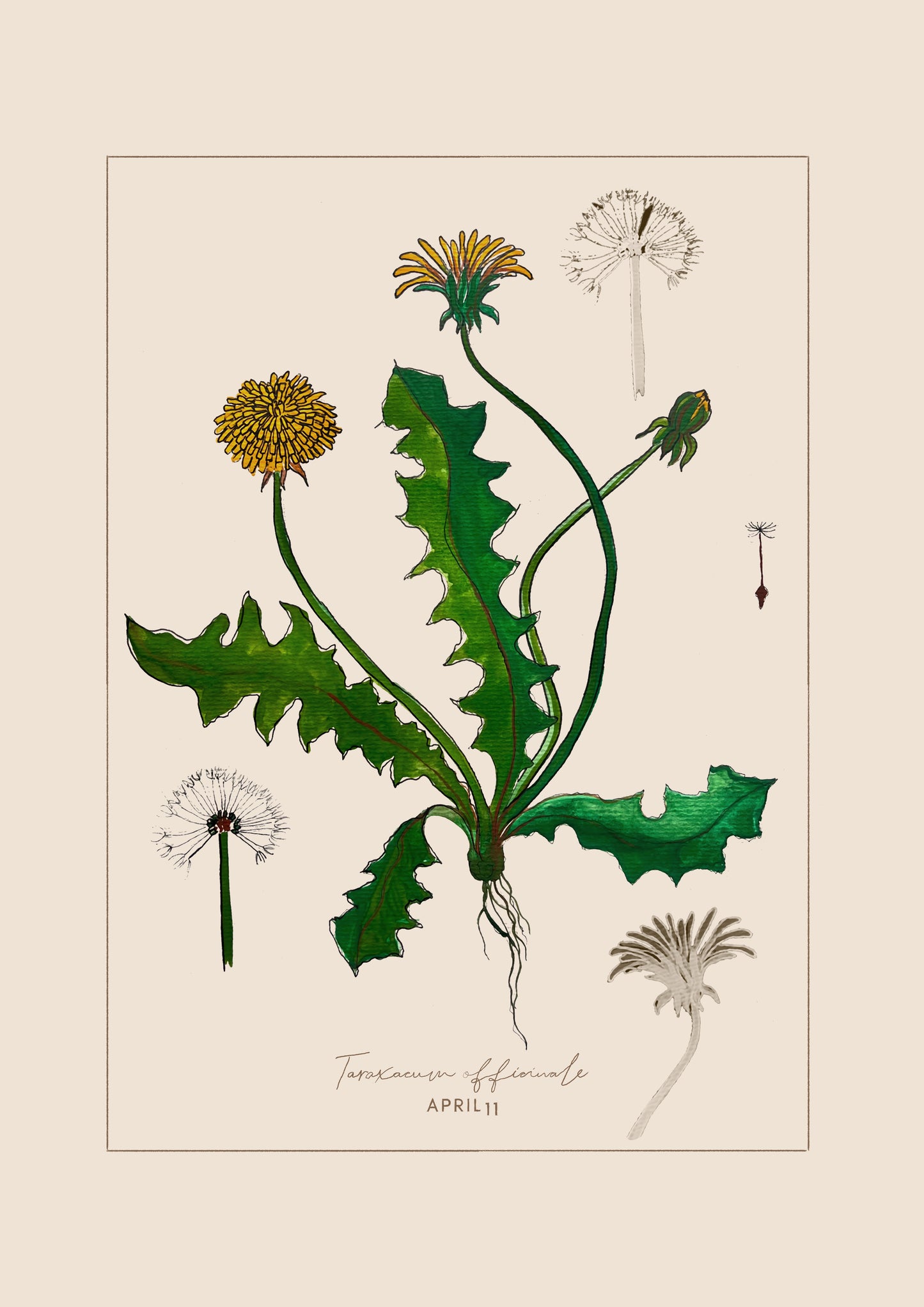 April 11 - Botanical Dandelion Print