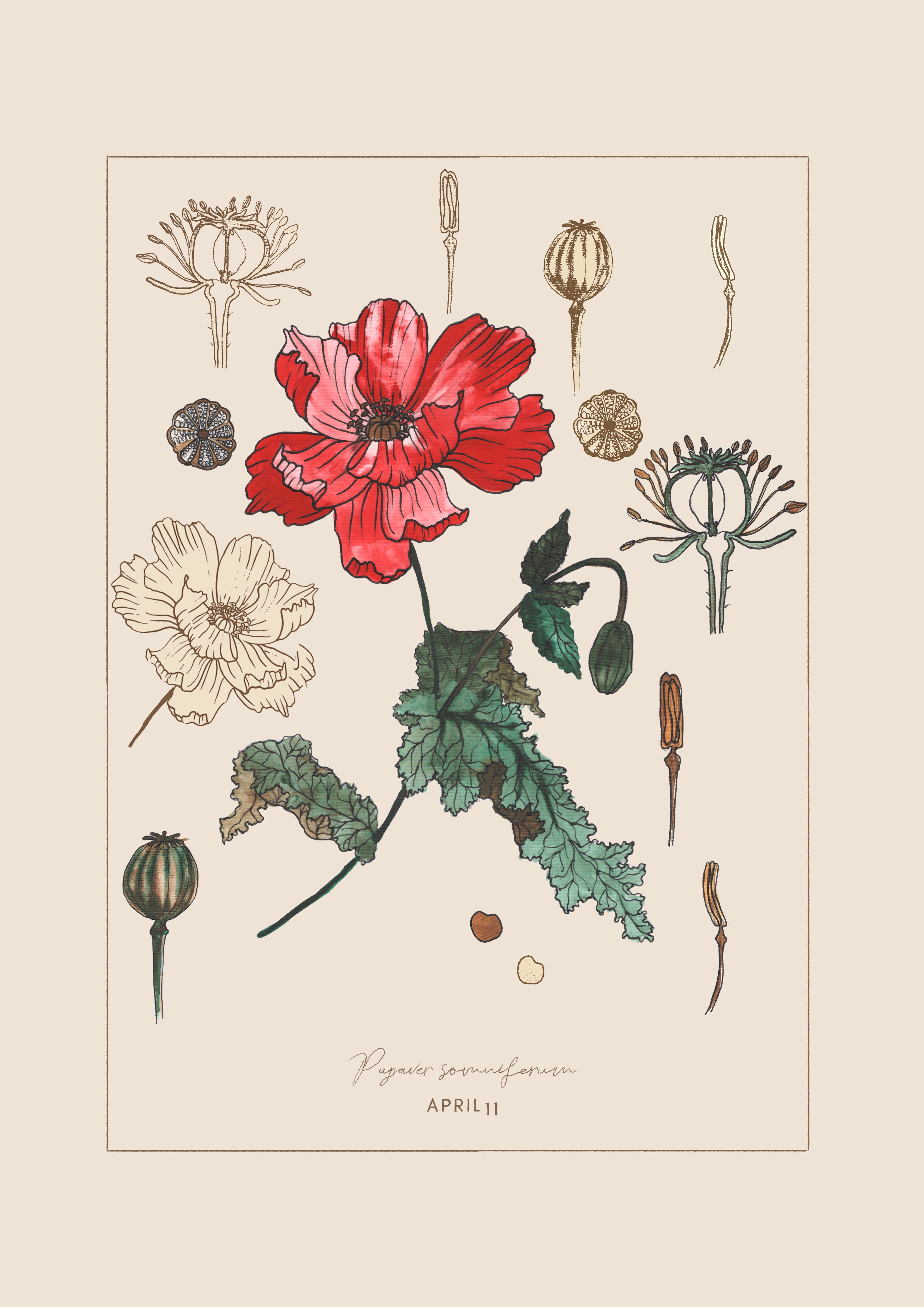 April 11 - Botanical Poppy Print