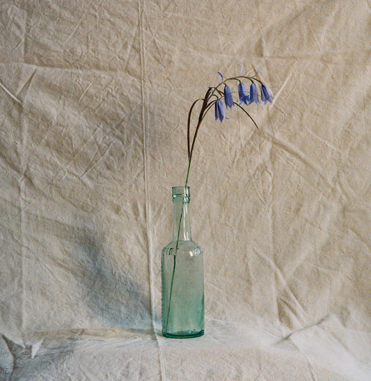 Folly & Bird - English Bluebell, Paper