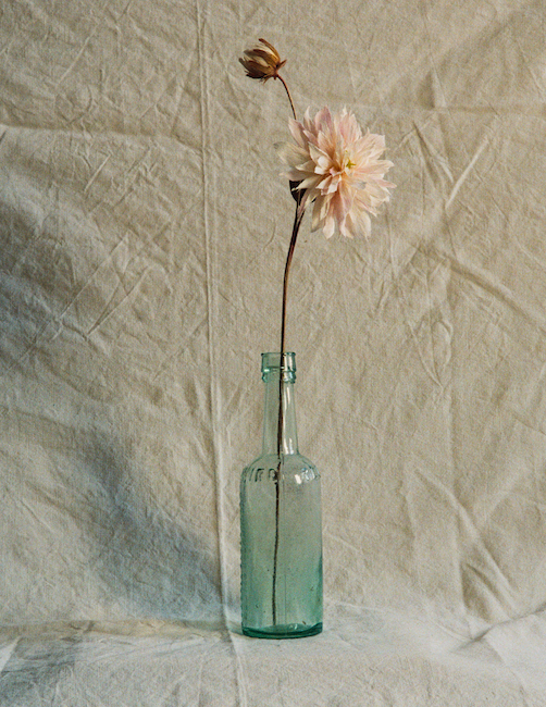 Folly & Bird - Dahlia, Paper