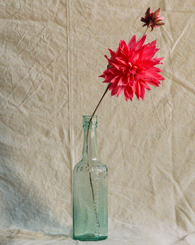 Folly & Bird - Dahlia, Paper