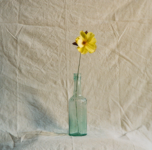 Folly & Bird - Wild rose, Paper