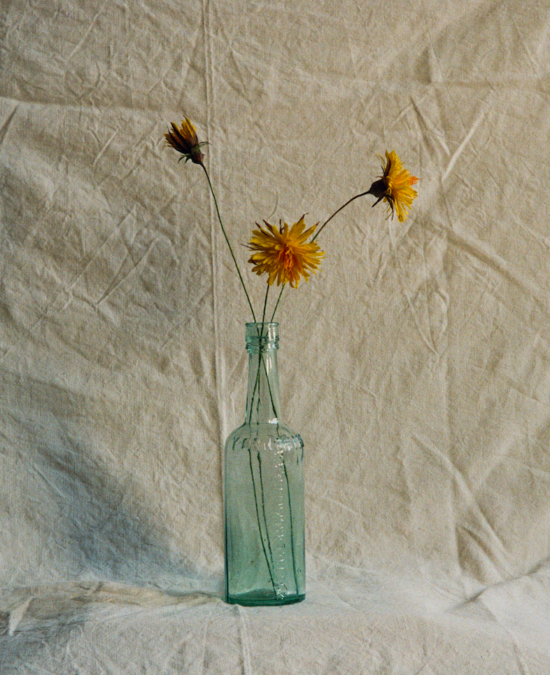 Folly & Bird - Dandelion, Paper