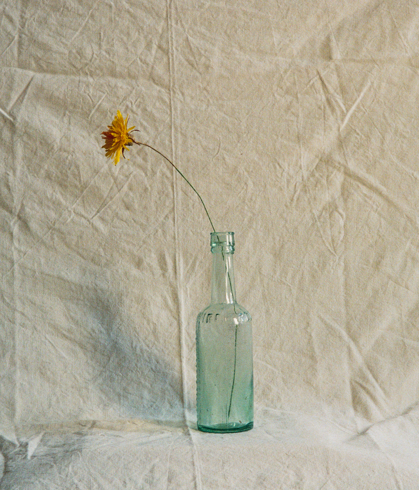 Folly & Bird - Dandelion, Paper